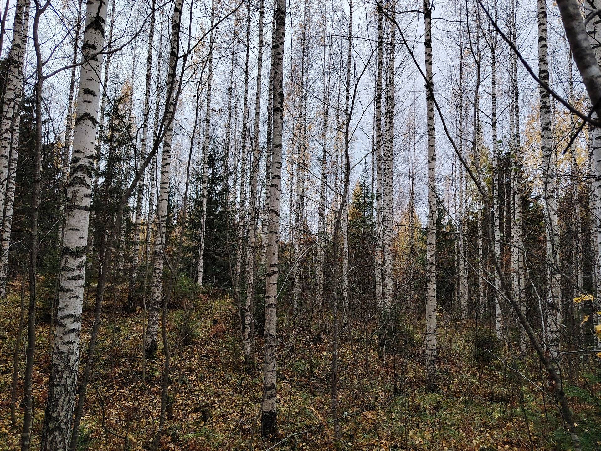 SÄRKIJÄRVI 848-410-23-56 Onkamo 1