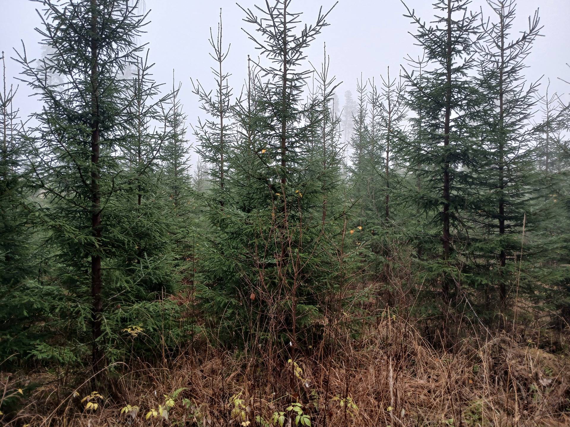 Suomäki 1:11, Urjala 1