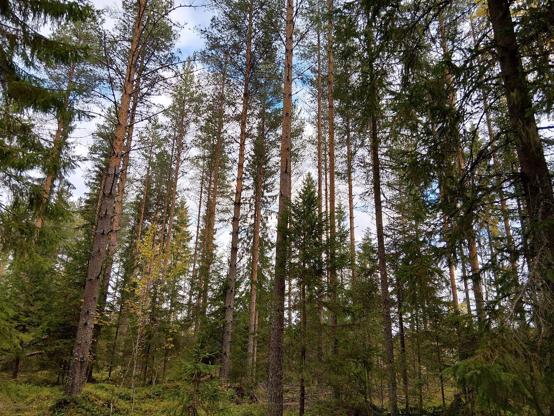 Lehtoniemi 263-410-2-63 määräala 1