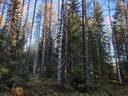 LAHTELA 848-402-2-84 määräala ja METSÄPELTO 848-402-2-39 Jouhkola 1