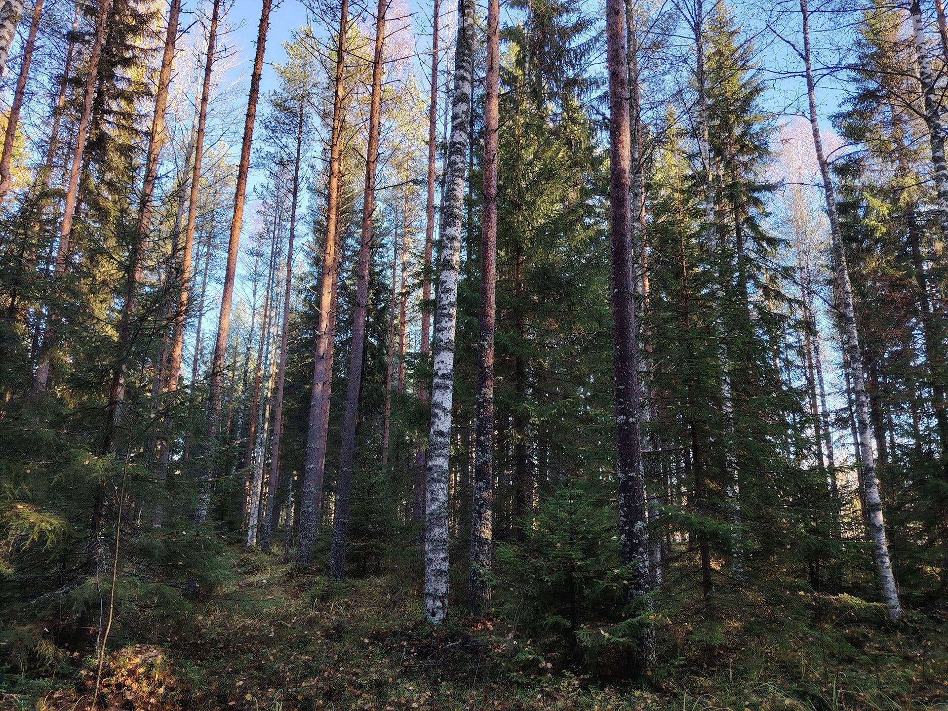 LAHTELA 848-402-2-84 määräala ja METSÄPELTO 848-402-2-39 Jouhkola 1