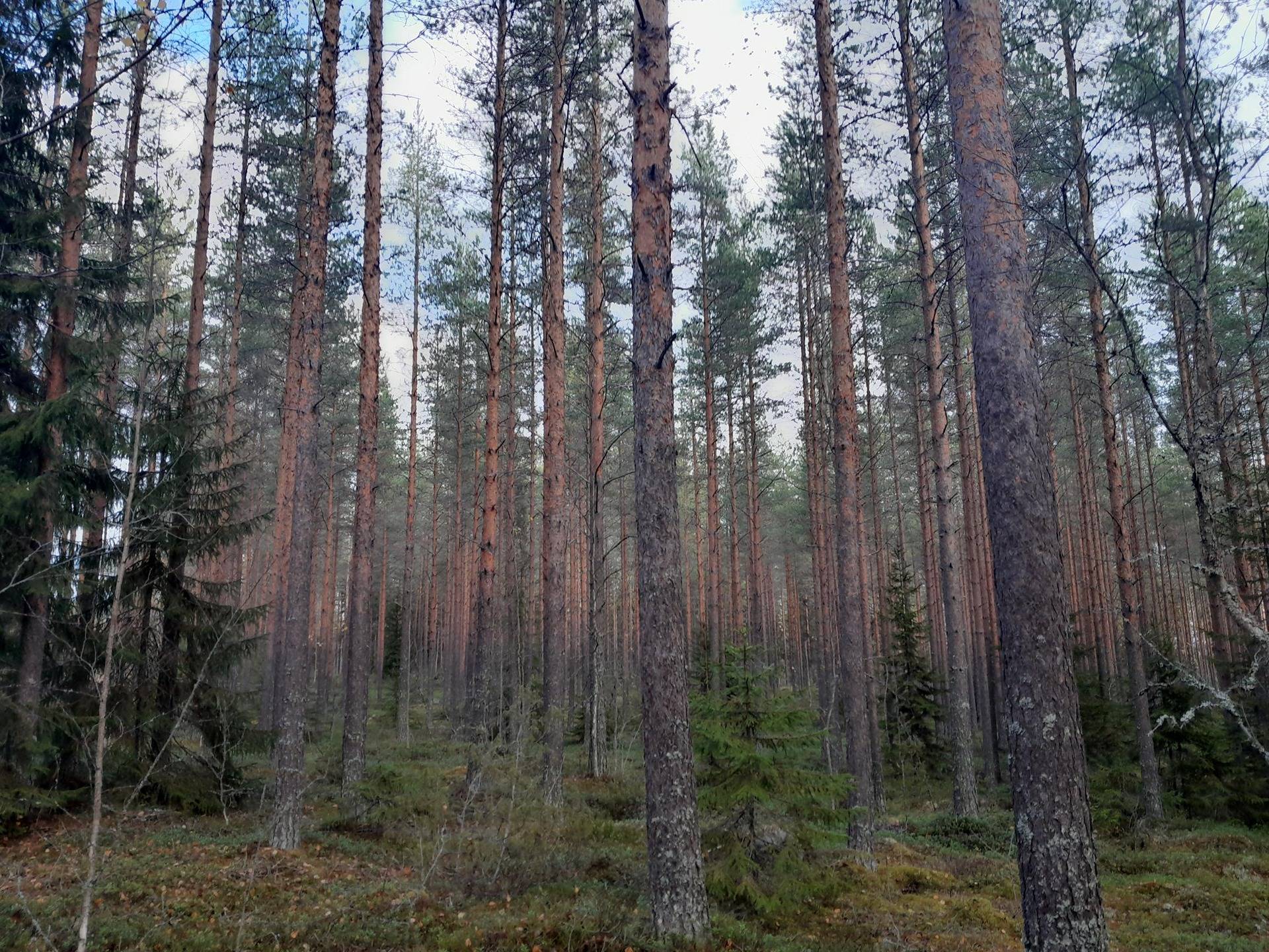 Vanhamäki 729-402-7-36 määräala 1