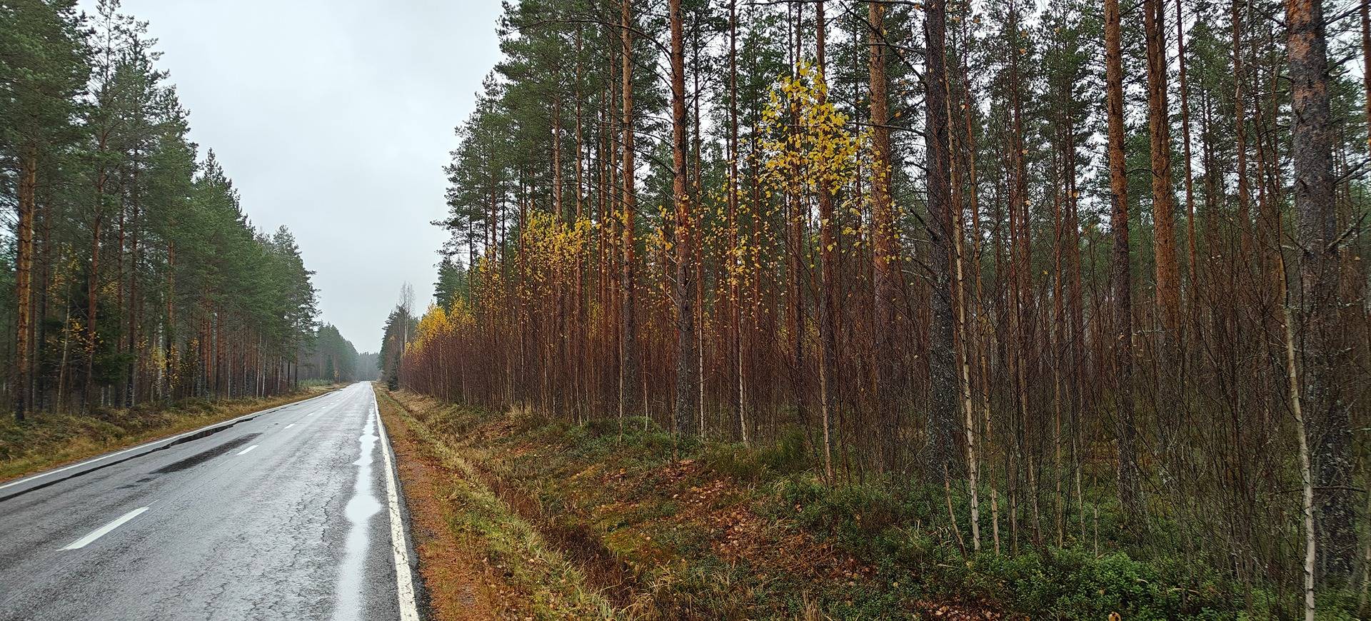 Virrat, Männynmaa 936-403-36-5 1