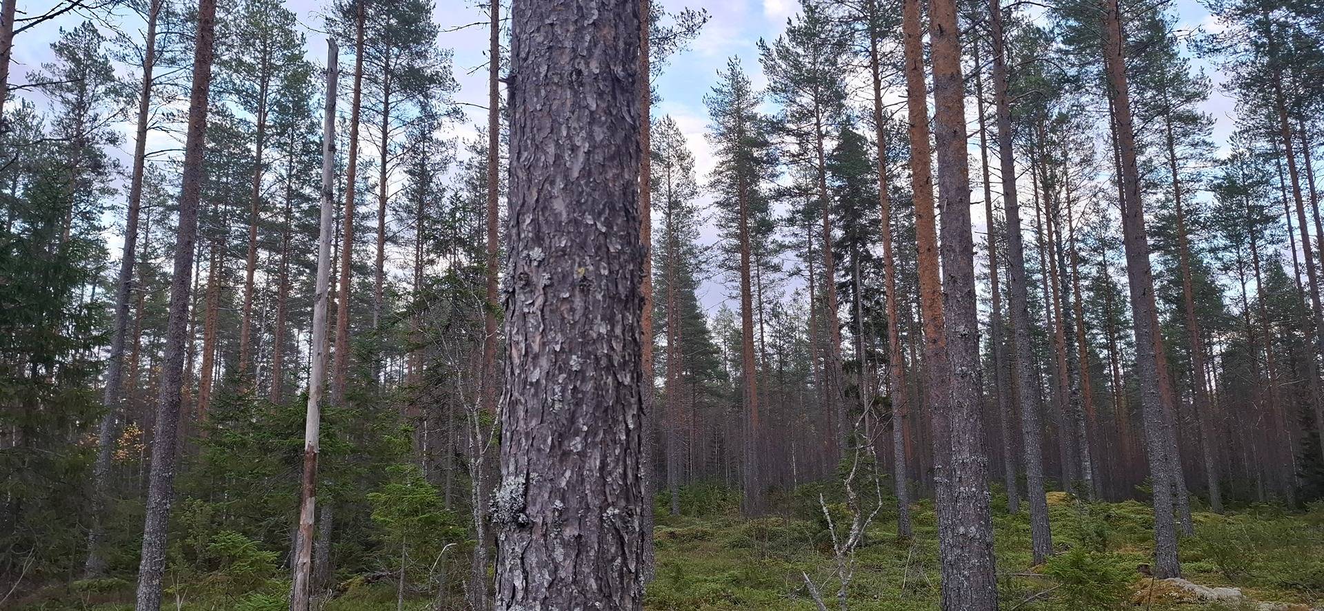 607-414-50-12 UKONNIEMI, määräala, Lahtolahti 1