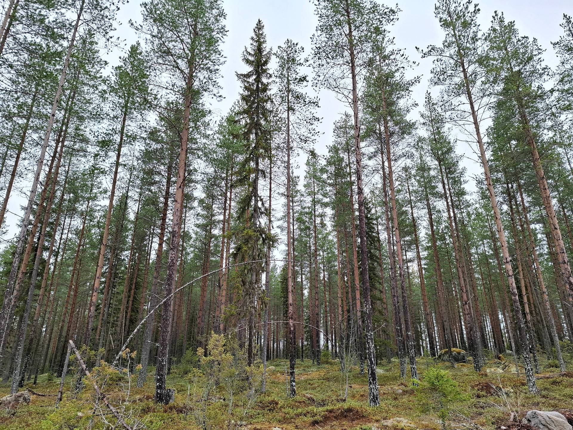 Isokoukku 748-415-13-12 1