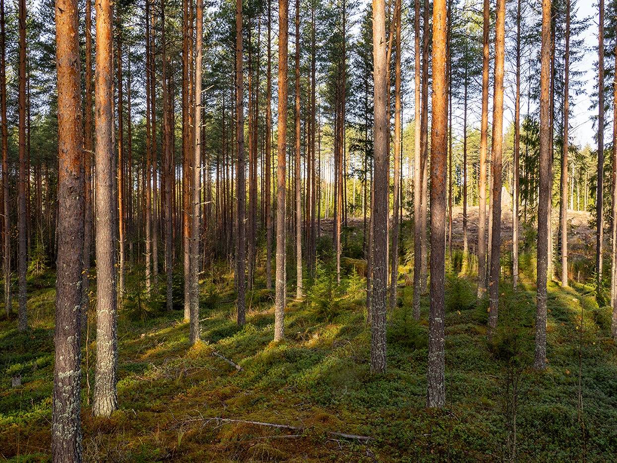 Käiväräinen 739-439-1-61, määräala 1