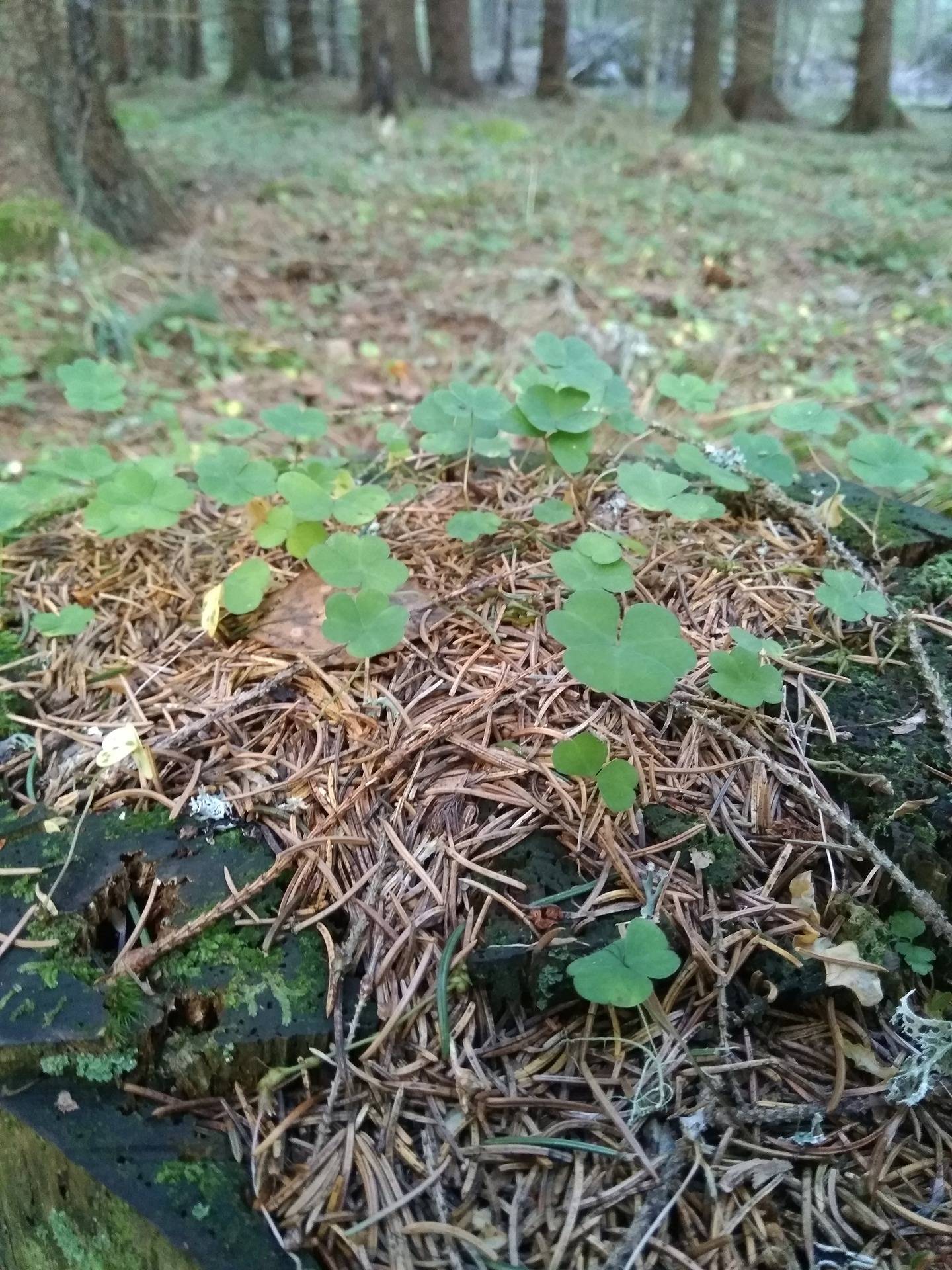 Norrgård 1:20, Kåtnäs 1