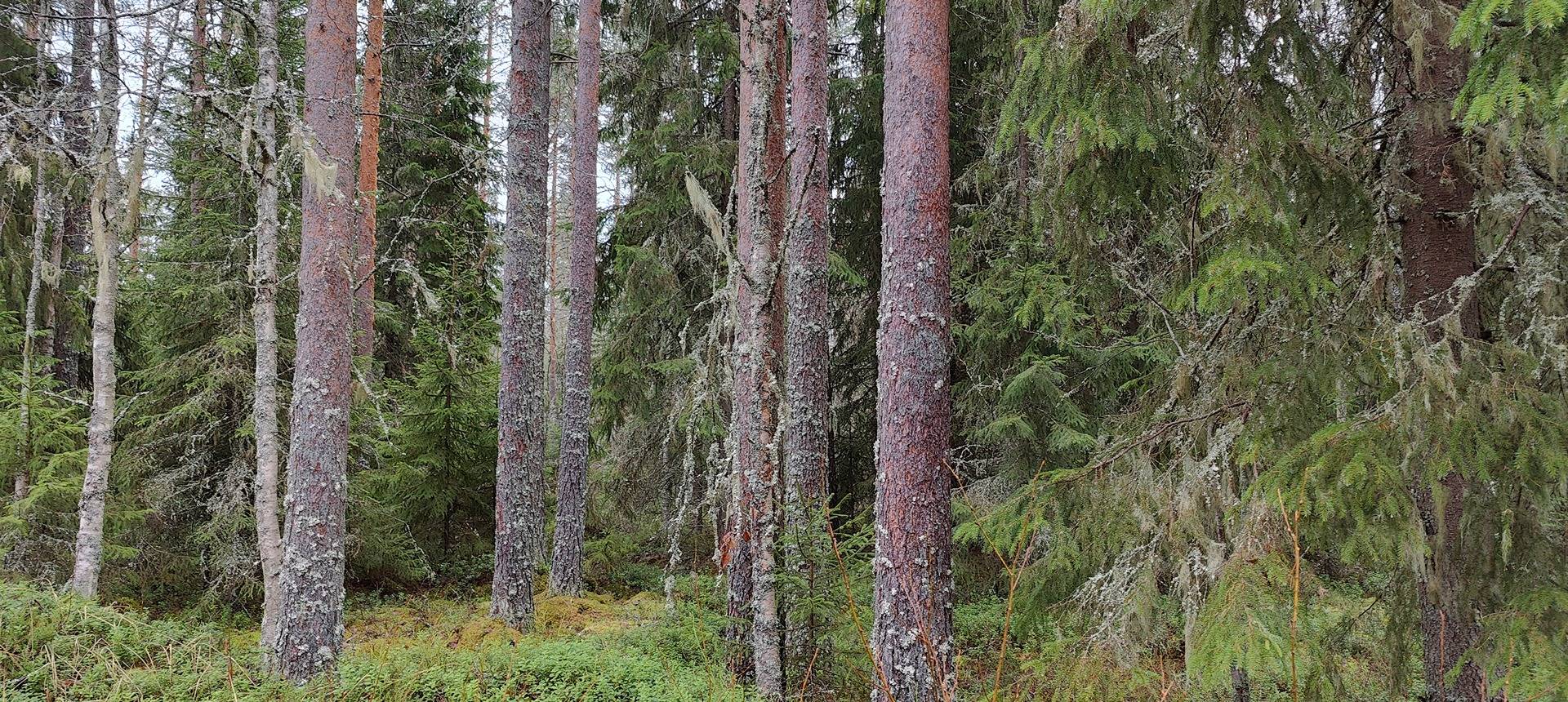 Kolme pelto- ja metsätilaa Karviassa, Kelhä, Mäkiniskala ja Mäkiniska 1