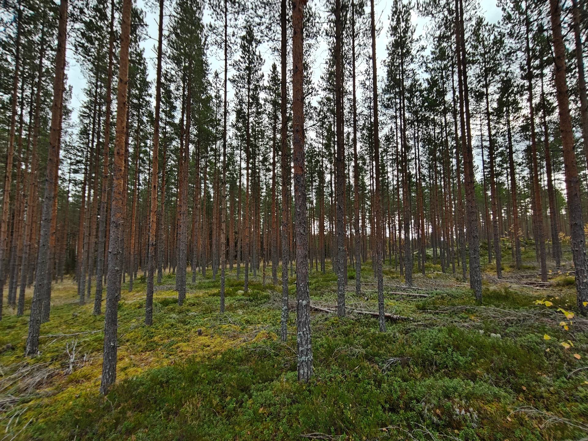 Håx 12:61, Lappfjärd/Lapväärtti 1