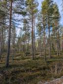 Metsämääräala Kantola 777-408-16-19 1