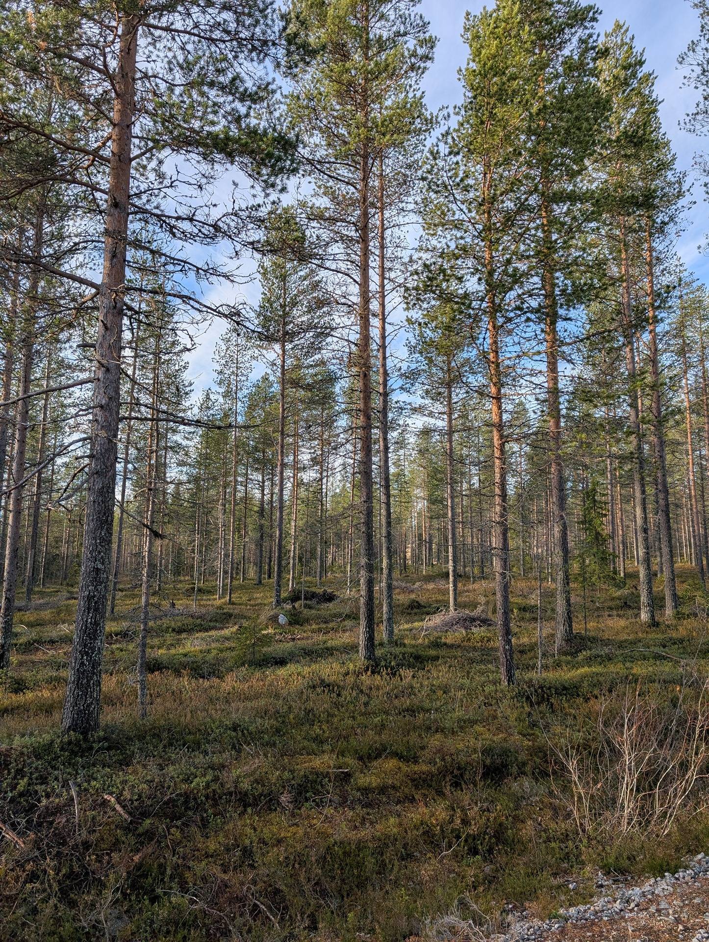 Metsämääräala Kantola 777-408-16-19 1