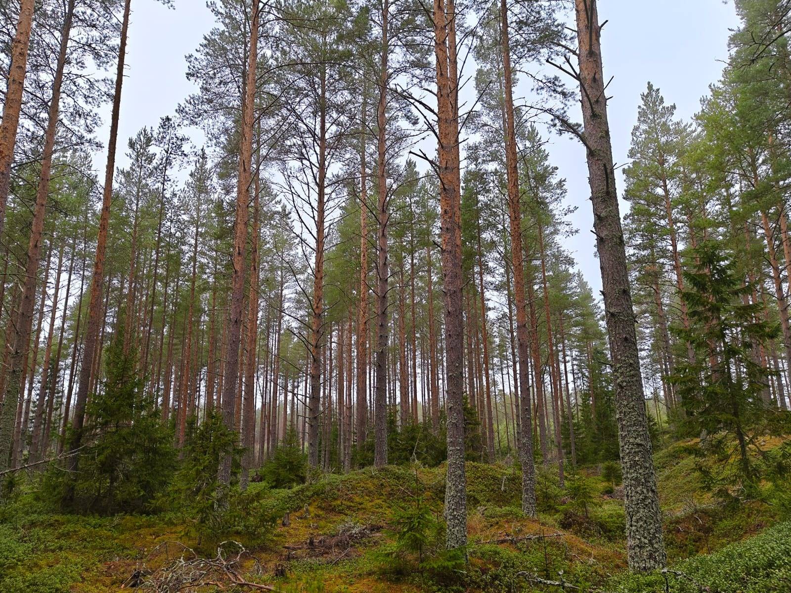 Lohtaja Karhi Mäntykarhula 21:7 tilasta määräala noin 5 ha 1