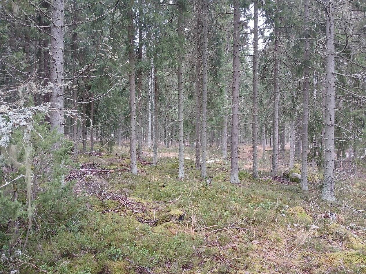 Lehtokangas 2:85, Hämeenlinna 1