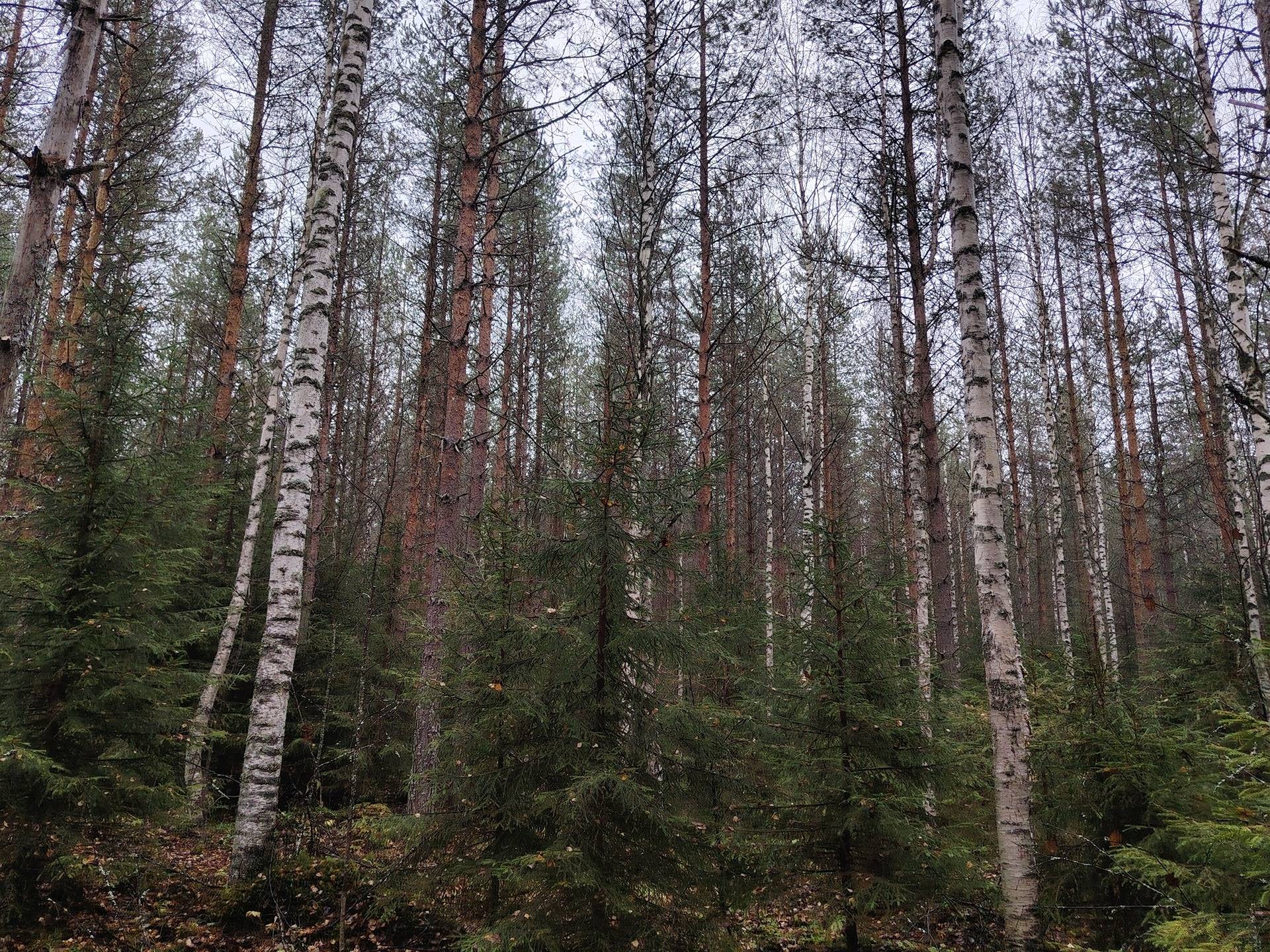 SUKSKORPI 260-411-13 Kunonniemi 1