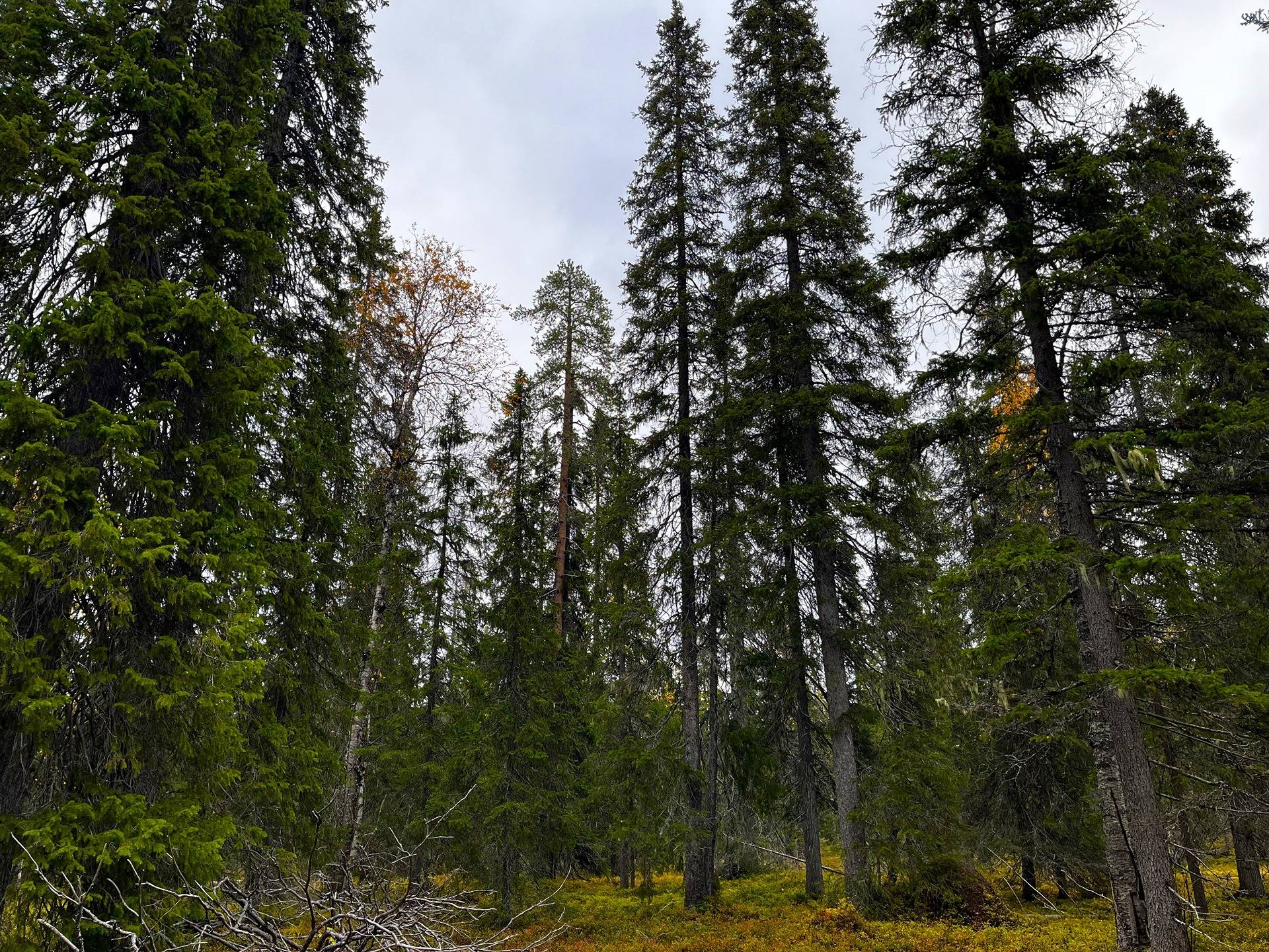 Petäjävaara 732-412-12-0 ja Sallan yhteismetsäosuus 1