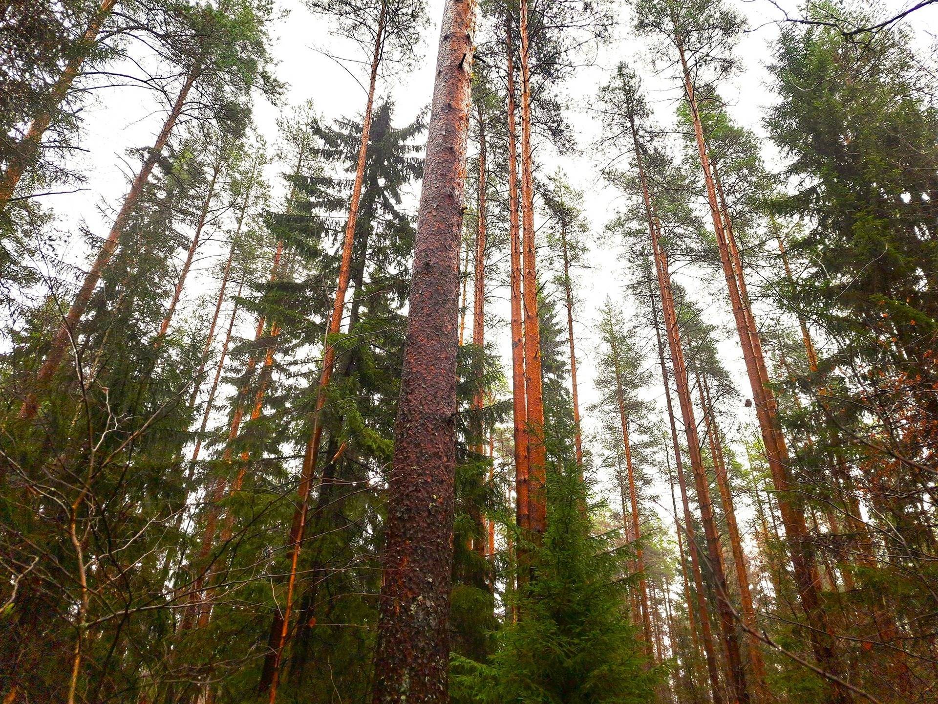 Kauhava Kielinen JÄRVIPALSTA 8:55 metsätila 16,8 ha 1