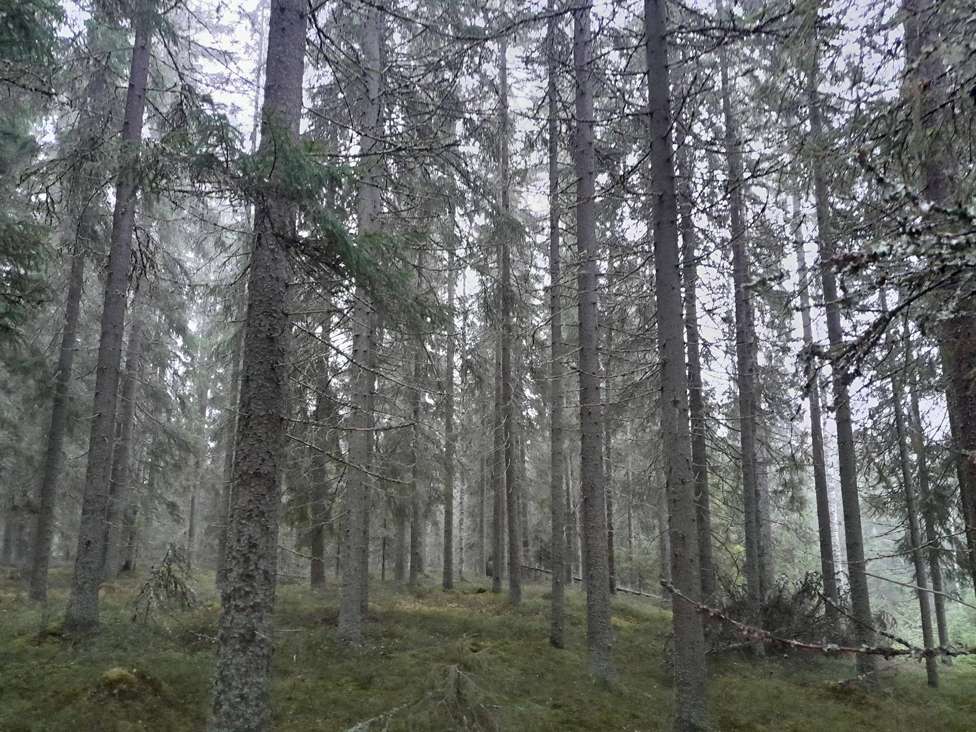 Palvianmäki 182-403-1-136 1