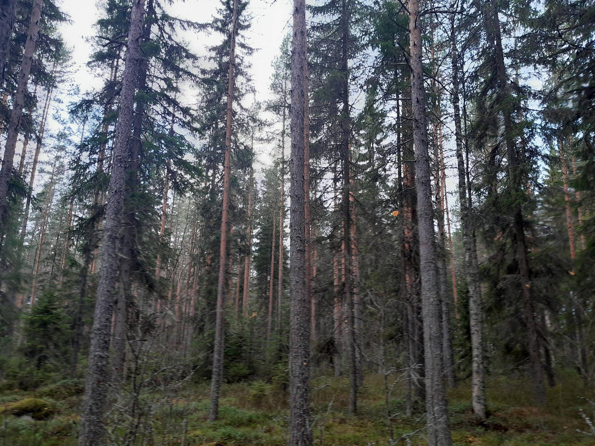 Lamminmäki 729-402-1-399 määräala 1