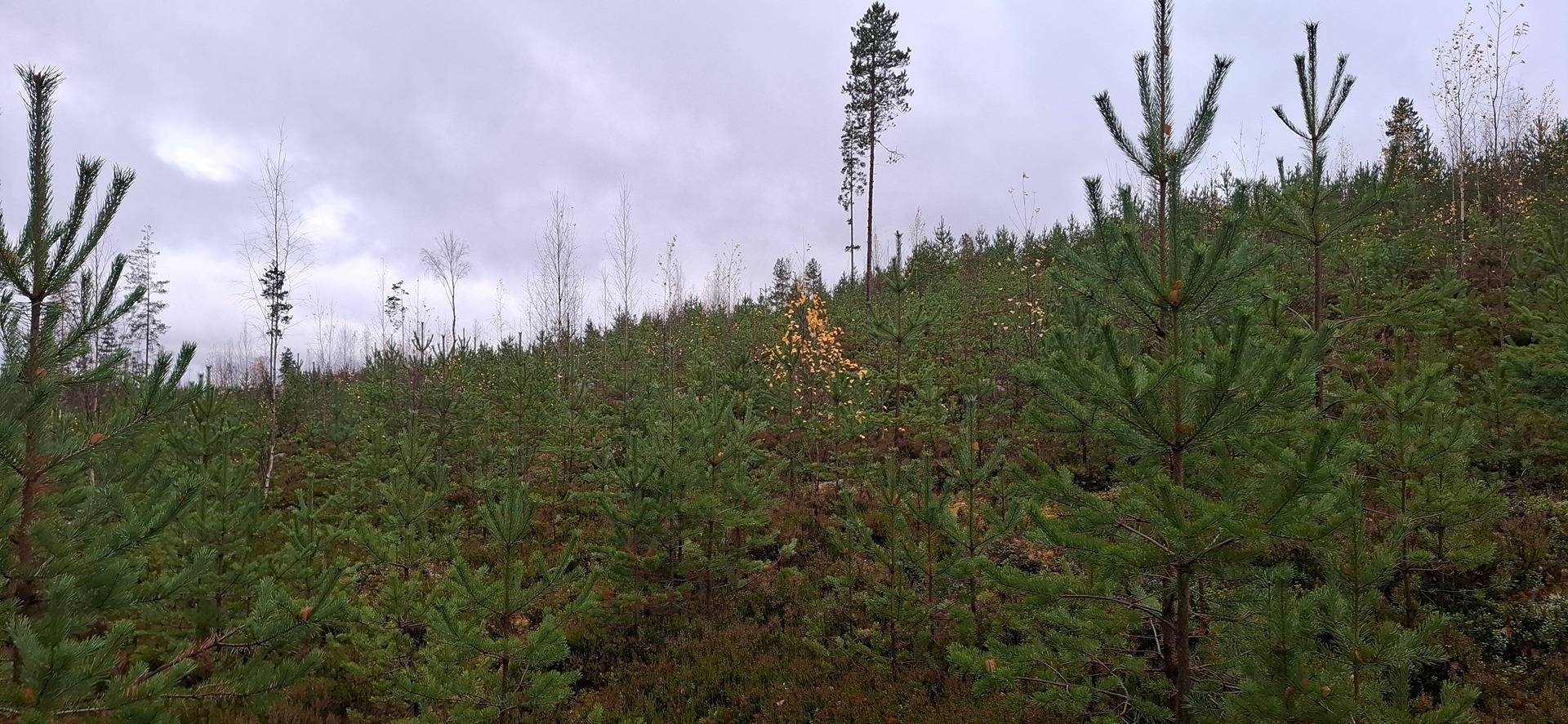 422-411-16-58 NIITTYLAHTI, 422-405-2-85 SORASÄRKKÄ, 422-405-2-17 SUOPURO, Koli,Hattusaari Myyjä pidättää määräalan 1