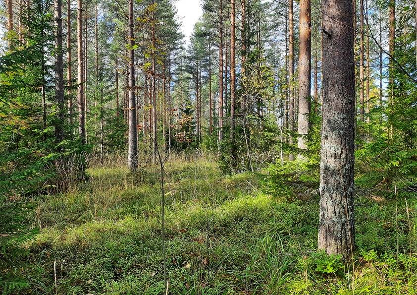 Väinölä 22:24 (420-425-22-24), Syrjälä 9:59 (420-425-9-59) ja Särkilahti 6:109 (297-428-6-109) 1