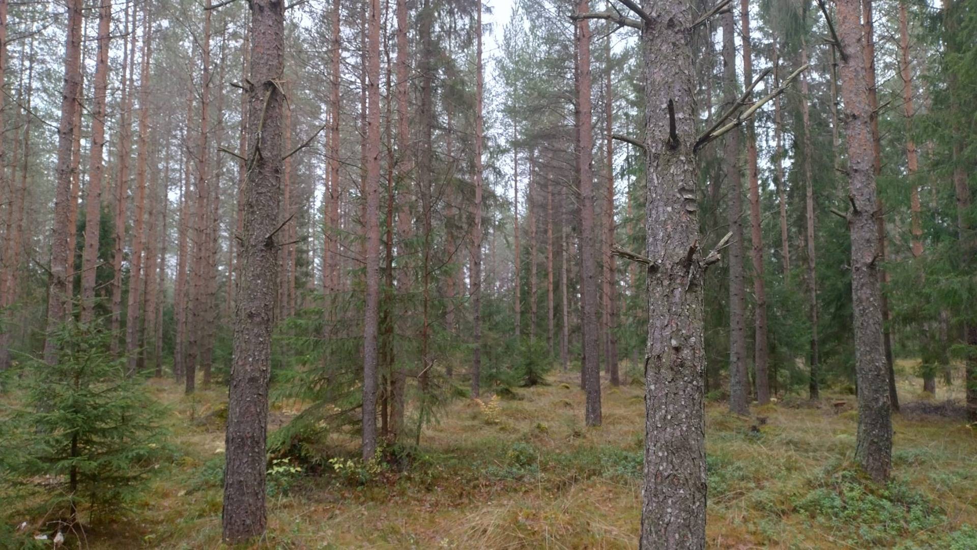 Långskog 18:47, Kortjärvi 1