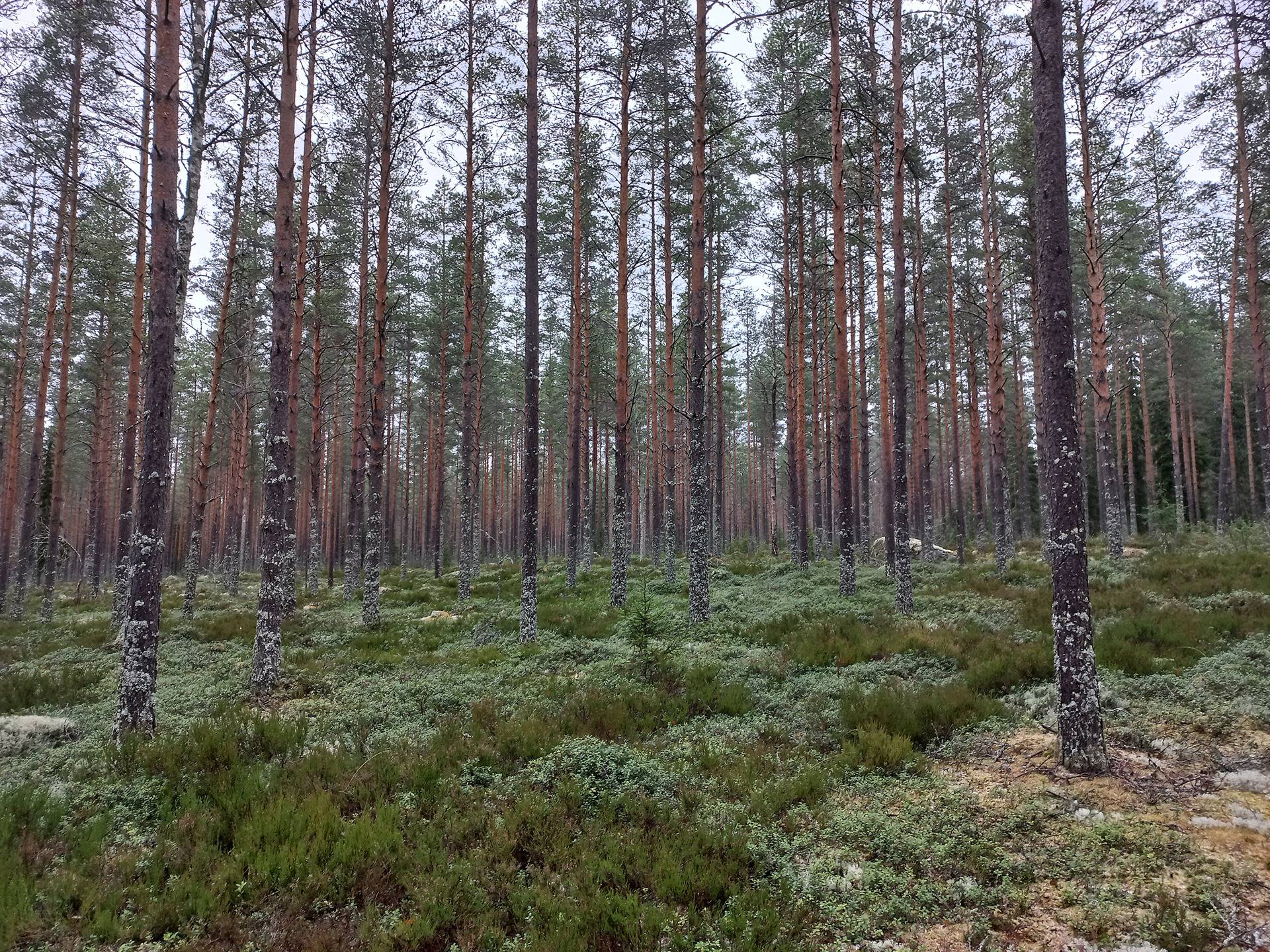 Riihimäki, Päntäne 1