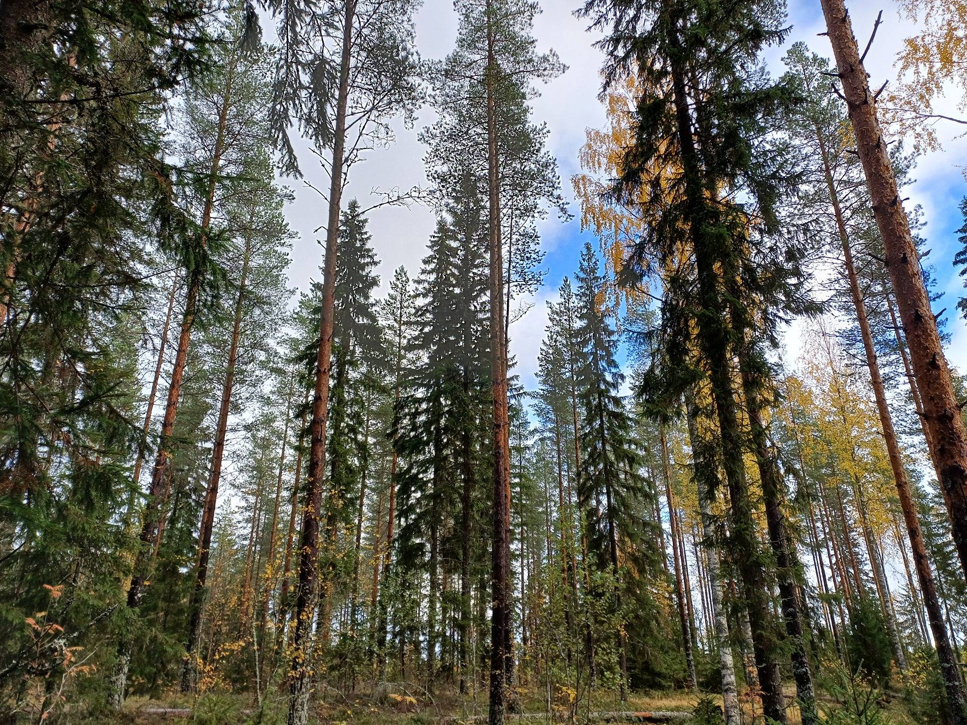 Ilmolahti, Yrjölä 931-404-2-203 & Lamminpää 931-404-2-192 määräalat 1