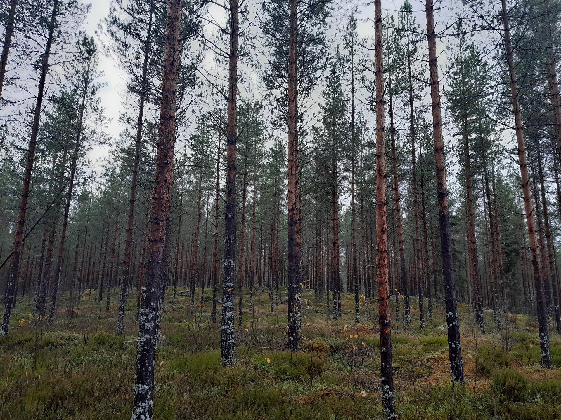 Kettukangas 729-407-26-32 1