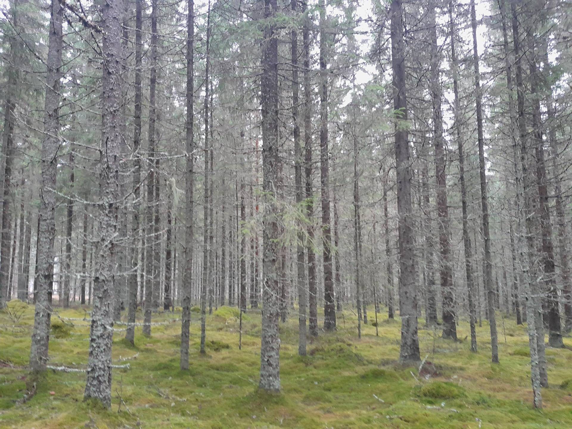 Mäntylehto 729-411-4-69 1