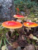 Vedbo 3:44, Stensundet 3:50, Nystrand 3:28 och Nystrand 2:47, Bäckby/Kåtnäs 1