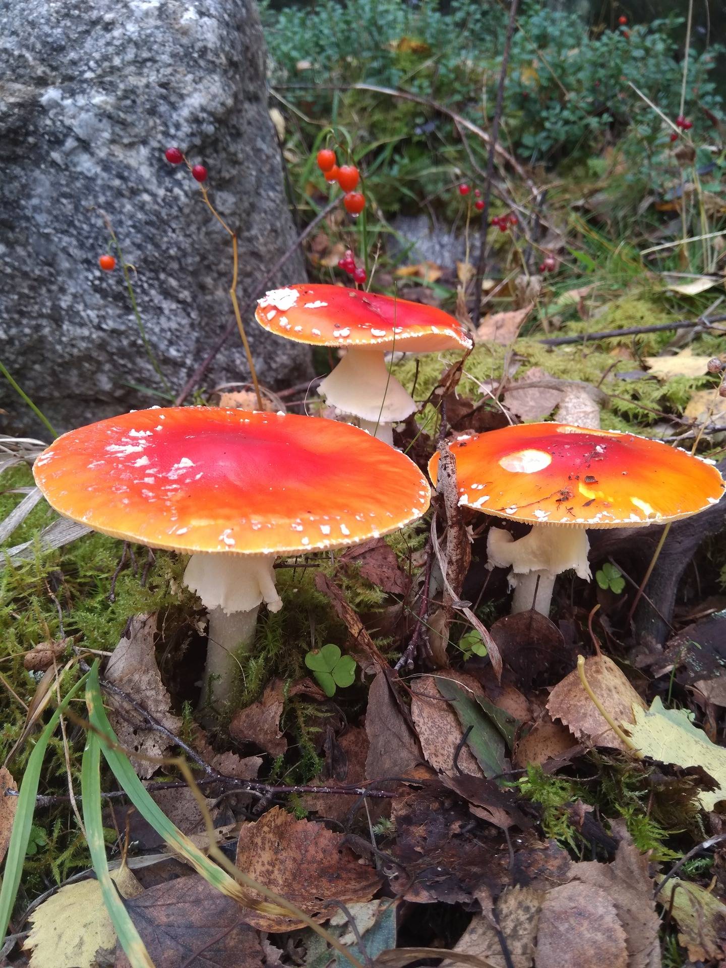 Vedbo 3:44, Stensundet 3:50, Nystrand 3:28 och Nystrand 2:47, Bäckby/Kåtnäs 1