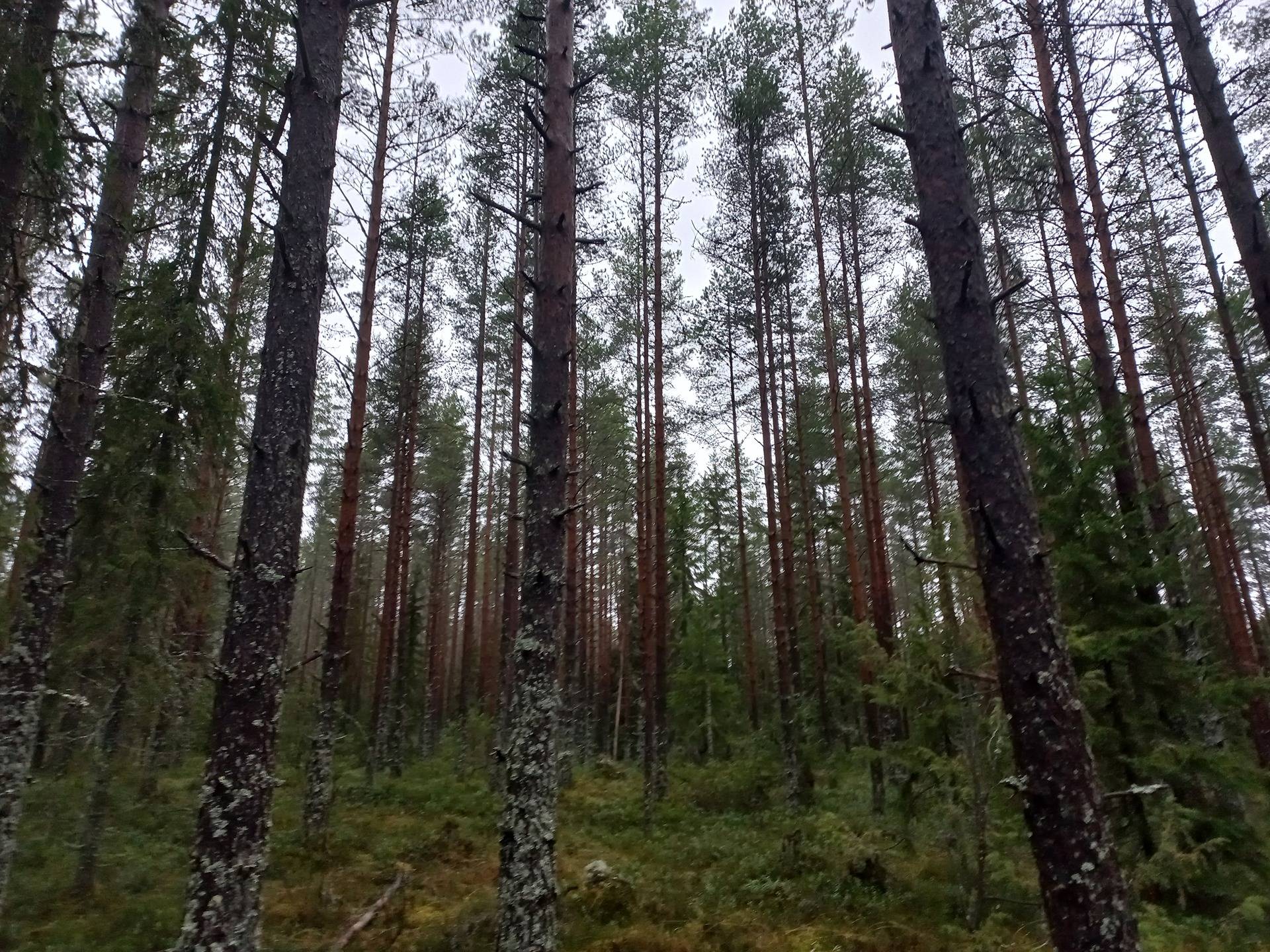 Kurikka Kiimarämäkkö 301-404-28-5 1