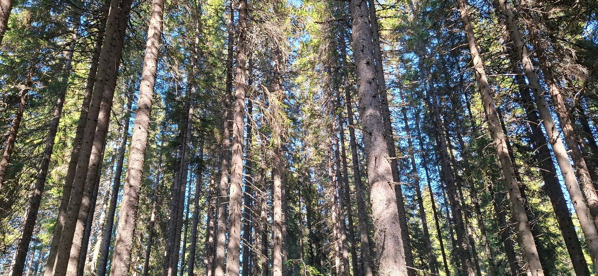 176-405-21-43, ANTTILA, 176-405-21-27, JUHOLA, 176-405-21-9, KORVENSUO, 176-405-21-49 PÄIVÄRINNE, 176-405-21-32, SÄRKKÄLÄ, Kajoo 1