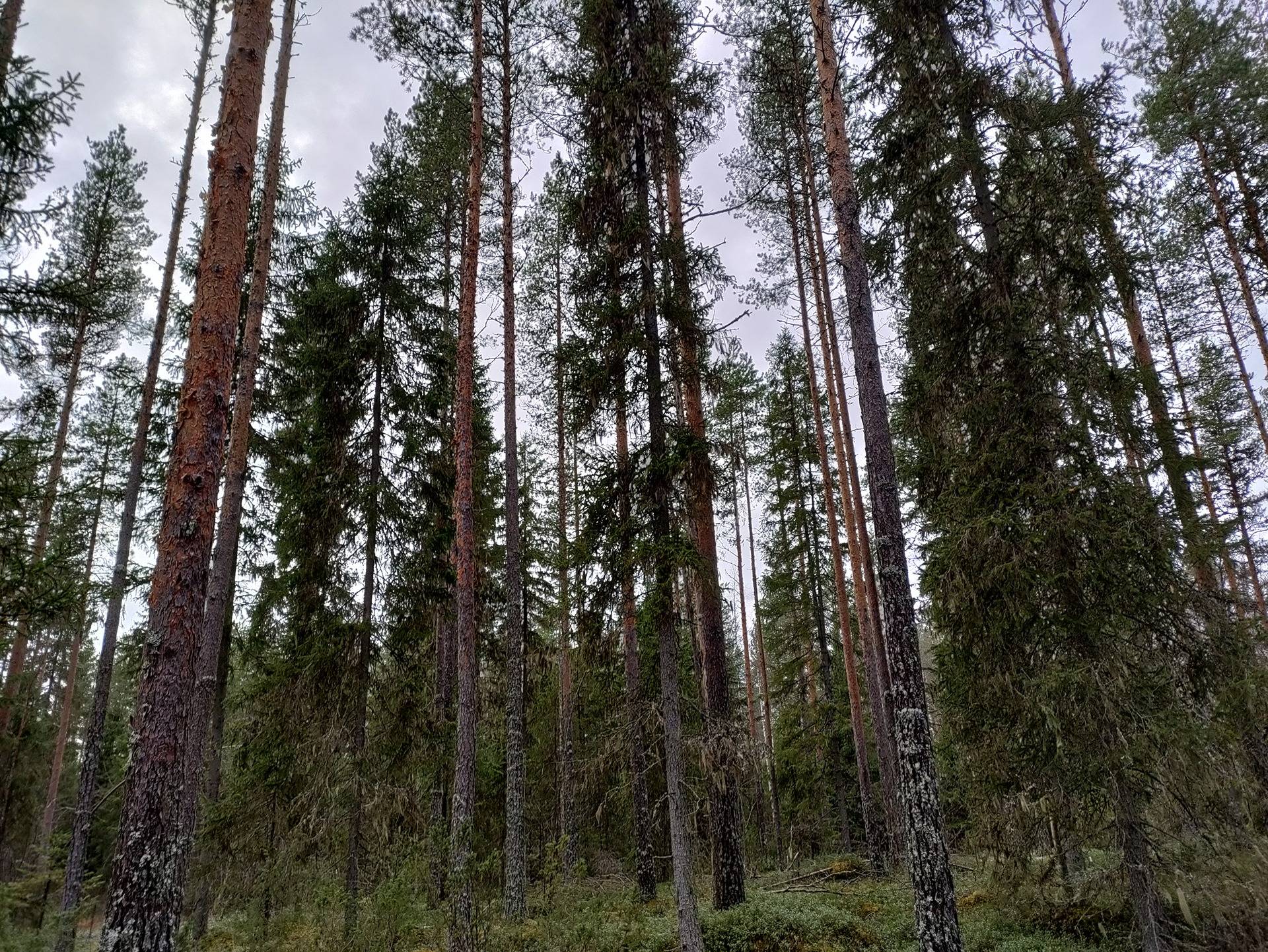 Hongisto 483-403-7-9 ja Haarakangas 483-403-9-41 1