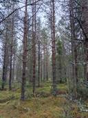 Hautala 305-428-17-2 1