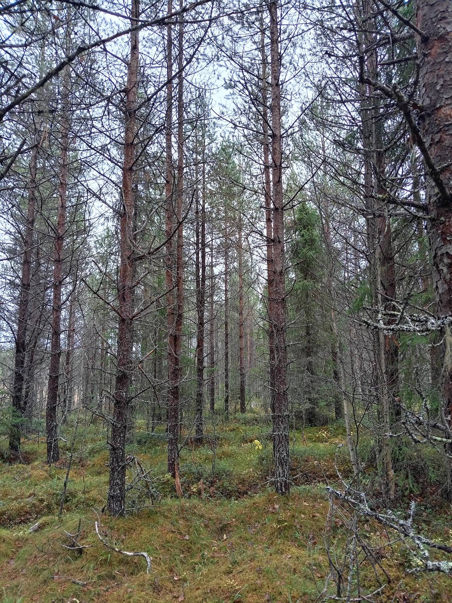 Hautala 305-428-17-2 1