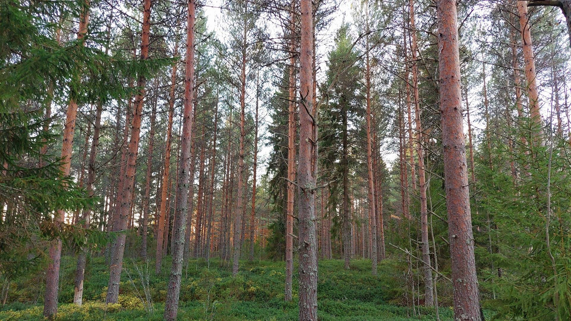 Einola 564-410-5-101 Haukiputaalla 1