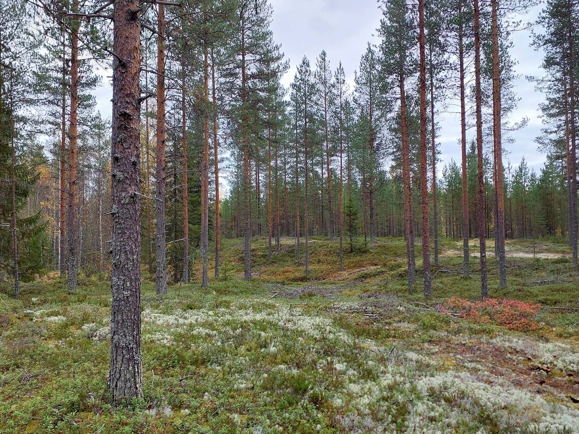 LOHIPAINUA 785-404-16-41 määräala n. 28,58 ha - ns. Matokaarron palsta 1