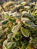 Långträsk 5:75 och Vestergren 2:60, Kåtnäs 1