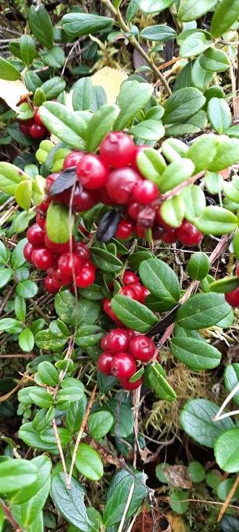 Hagström 12:54, Malax 1