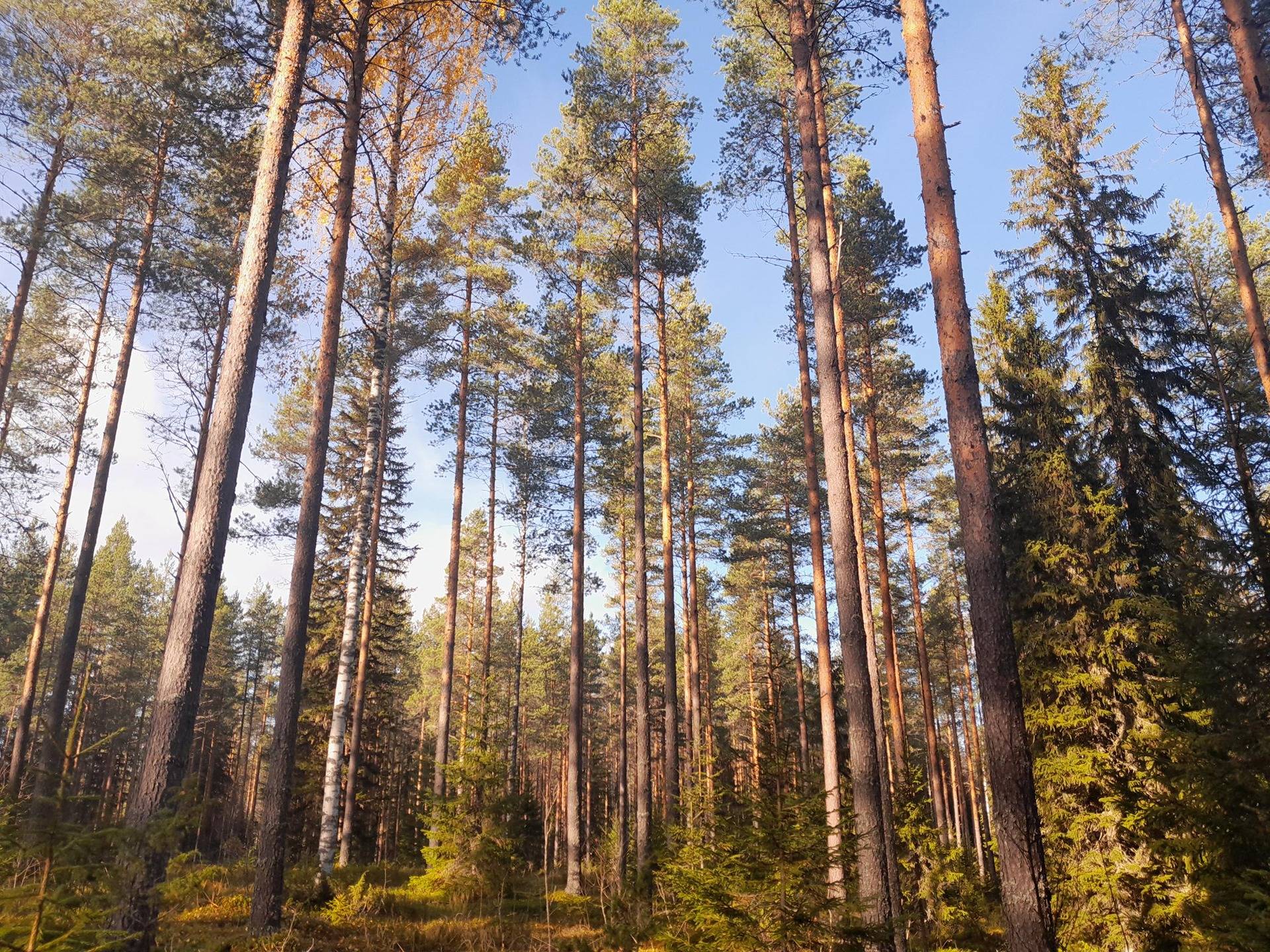 Sarakkokangas 495-407-30-1 1