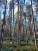 Jalasjärvi Harju 164-416-16-43 (määräala) 1