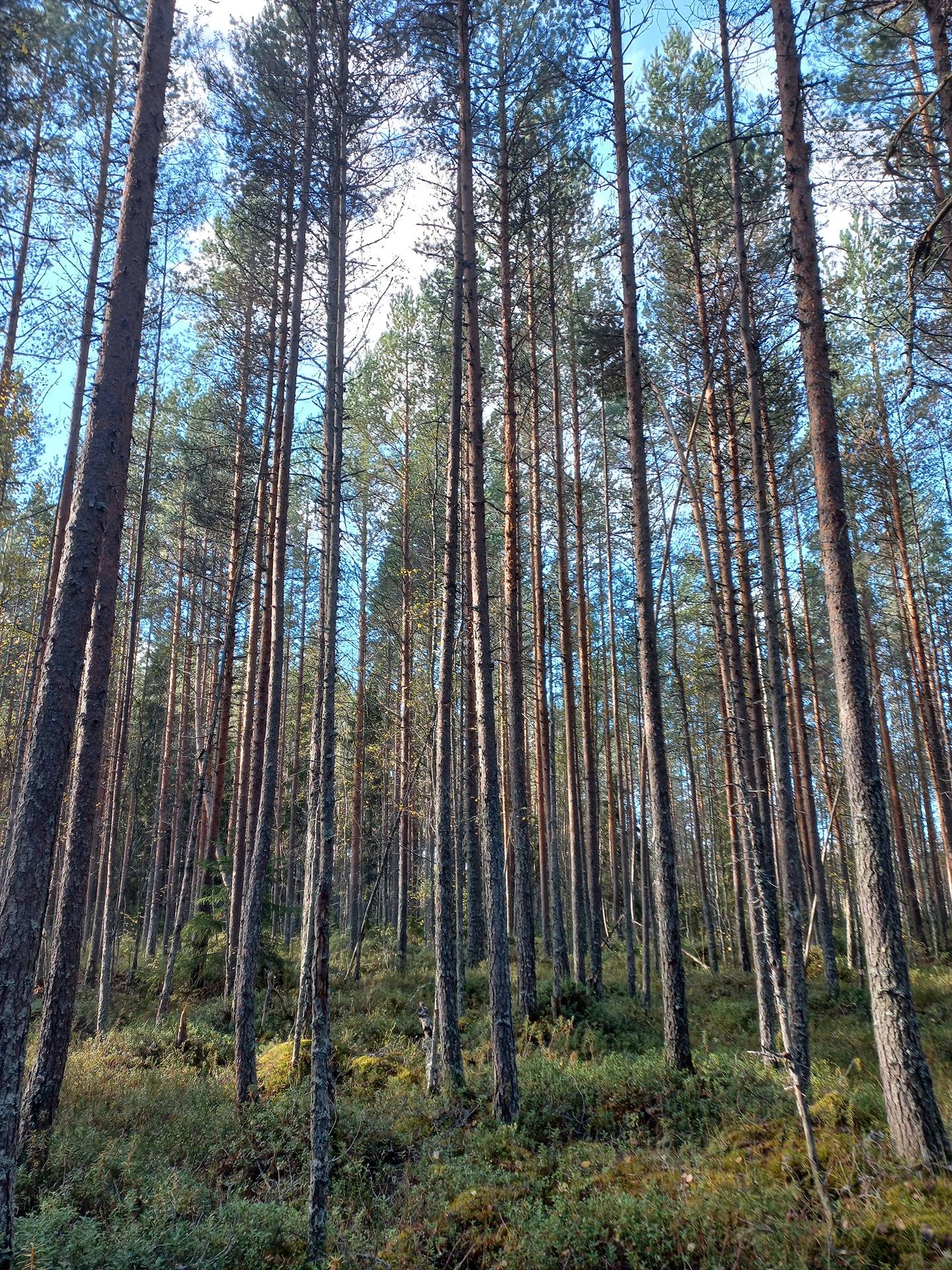 Jalasjärvi Harju 164-416-16-43 (määräala) 1