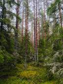 Metsätilakokonaisuus: yht 37,66 ha; Mäkilä; 400-407-7-22 ja Lamminsuo; 400-407-7-9, Laitila, Katinhäntä. 1