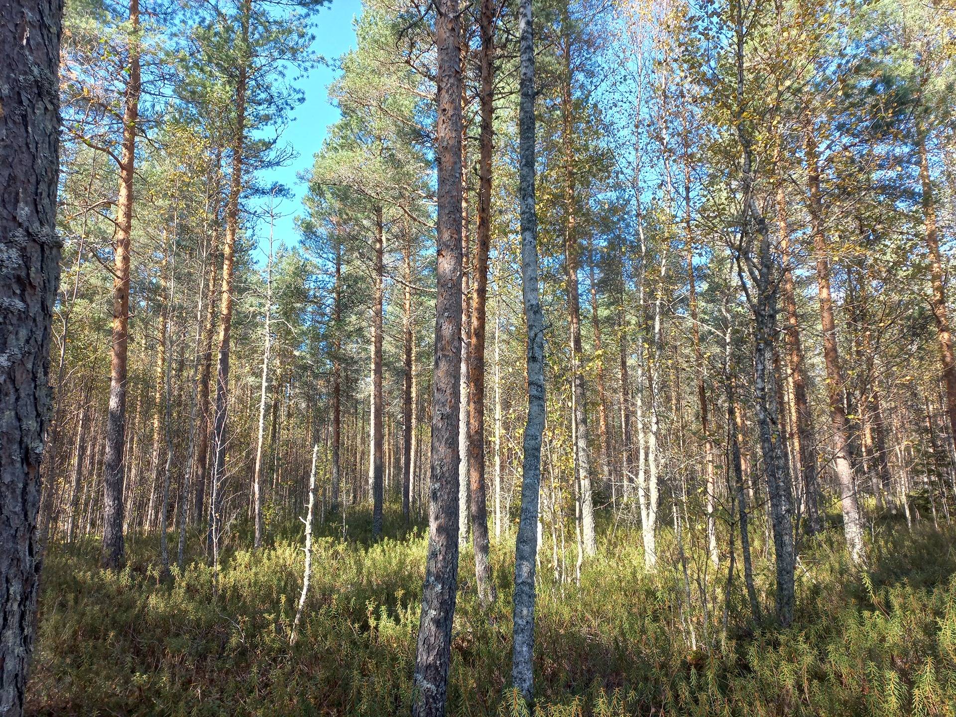 Jalasjärvi Harju 164-416-16-43 määräala Kärjenneva 1