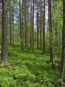 Ruokolampi 305-427-41-7 1