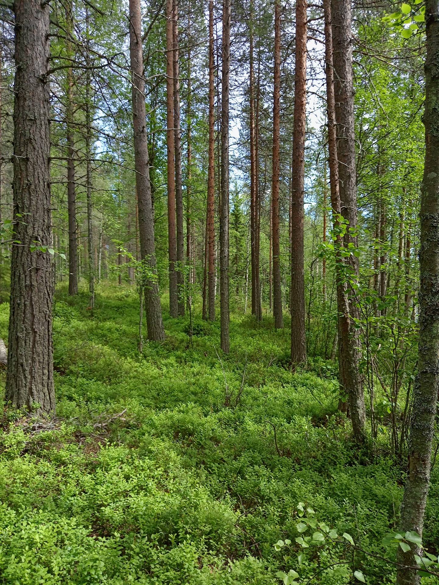 Ruokolampi 305-427-41-7 1