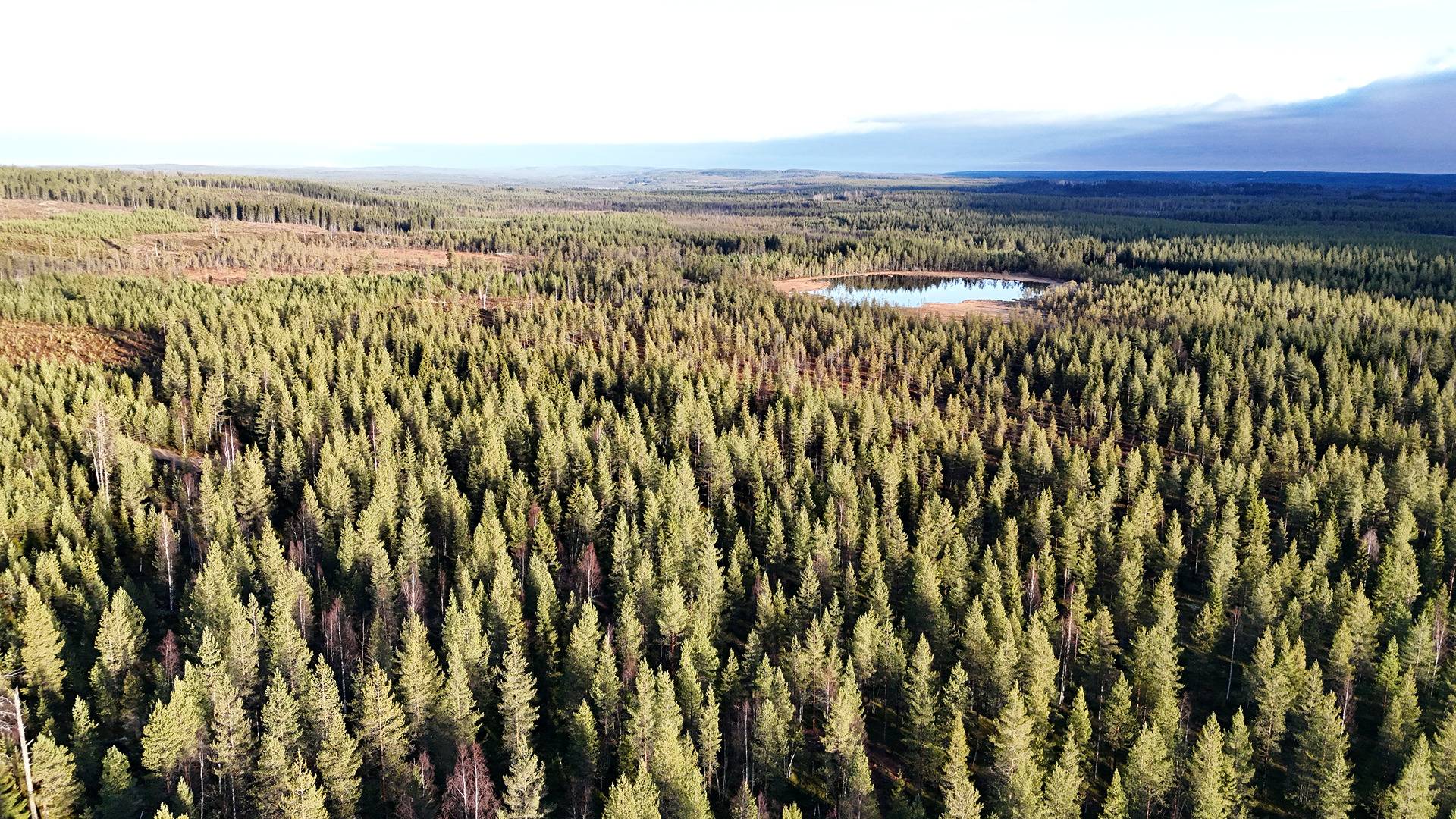 OJAKAS 620-412-11-21 metsäkiinteistö 29,97 ha Puolangan kk:ltä n. 33 km 1