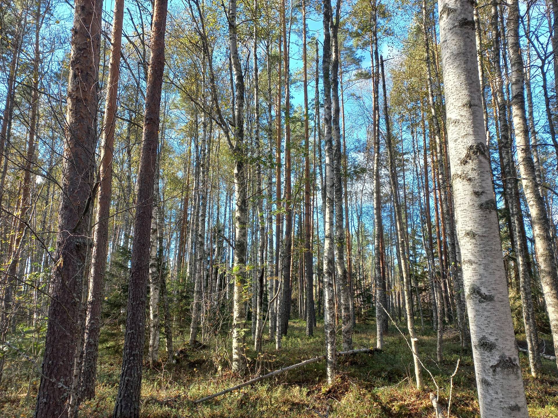 Jalasjärvi Kallioinen 164-416-15-130 1