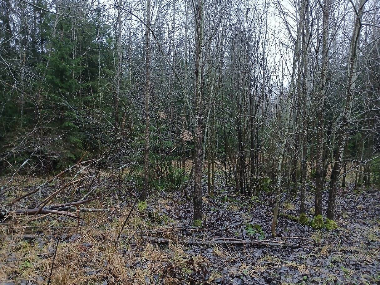 Eerola II 4:216, Hattula 1